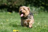 NORFOLK TERRIER 080